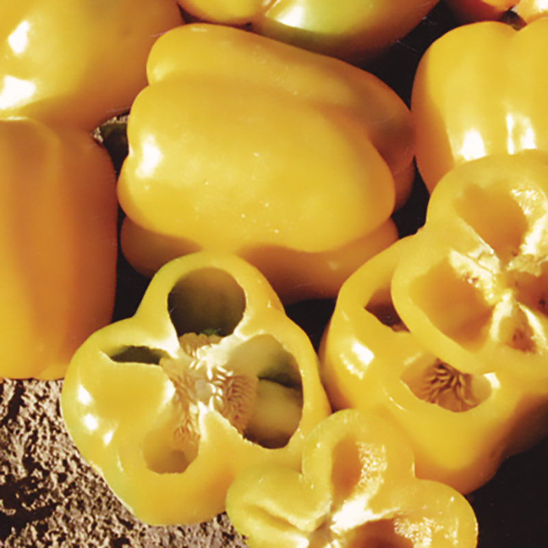 Yellow Belle II Sweet Pepper