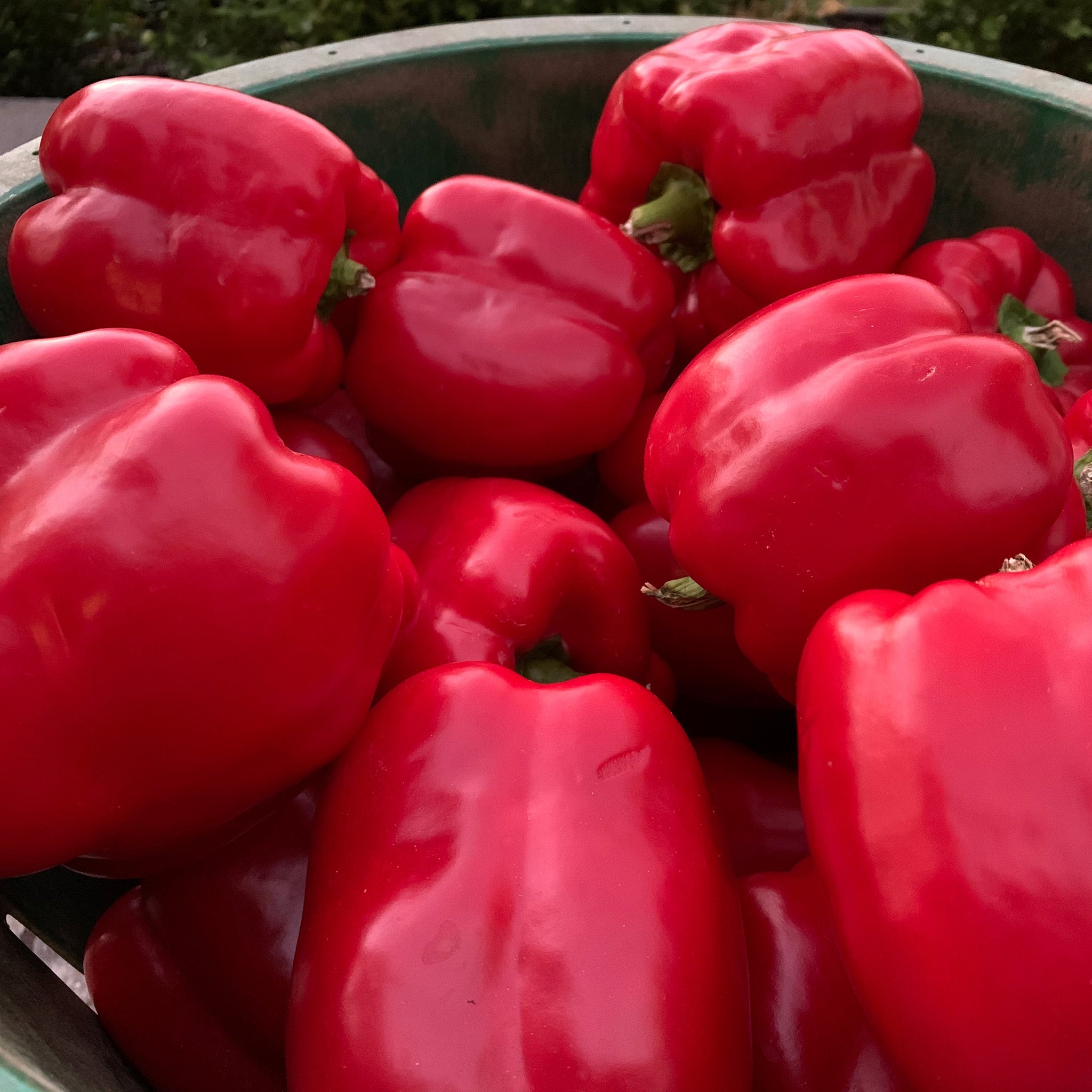 Sailfish Sweet Pepper Hybrid