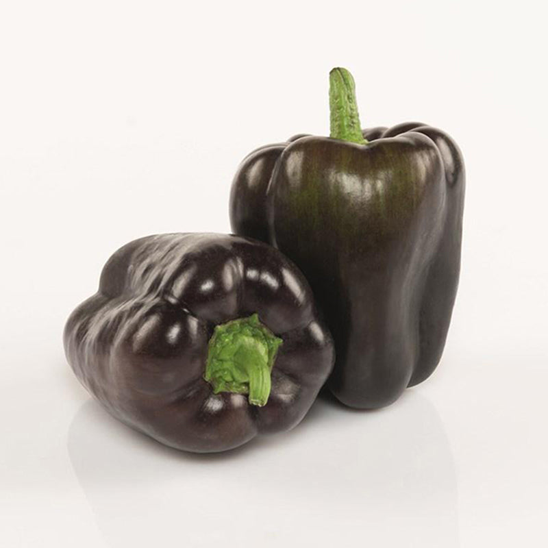 Dragonfly Untreated Sweet Pepper Hybrid