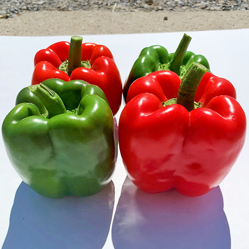 Redfish Sweet Pepper Hybrid