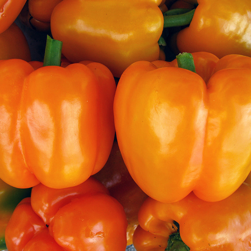 SVPB8500 Pepper Hybrid