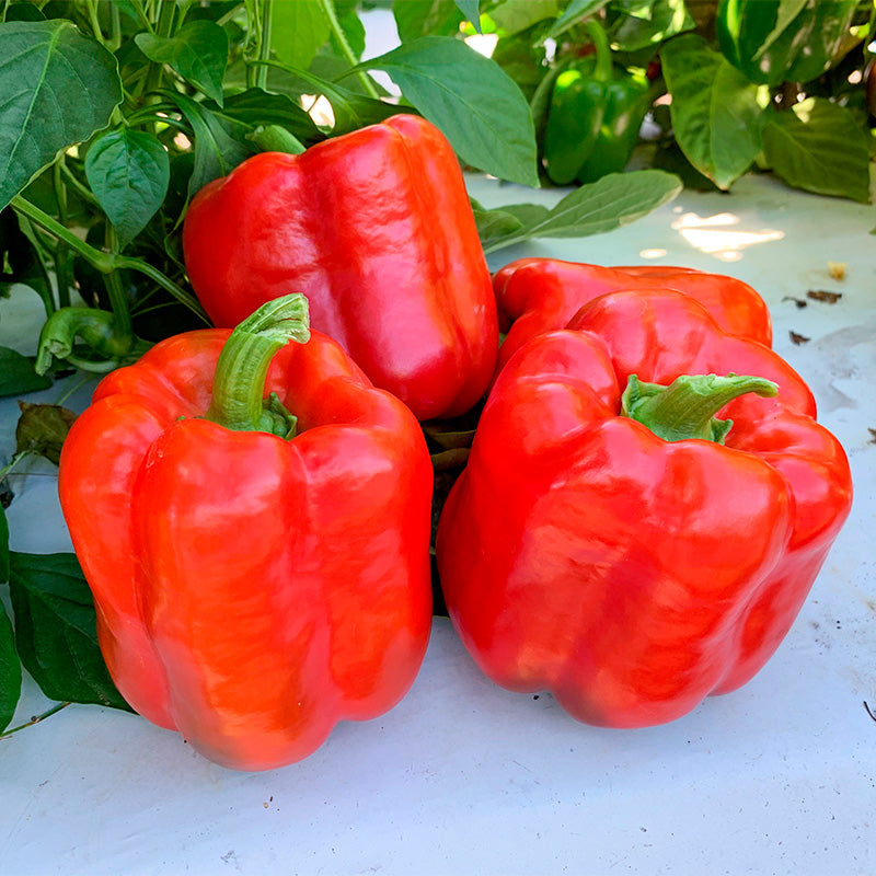 SVPB4272 Pepper Hybrid