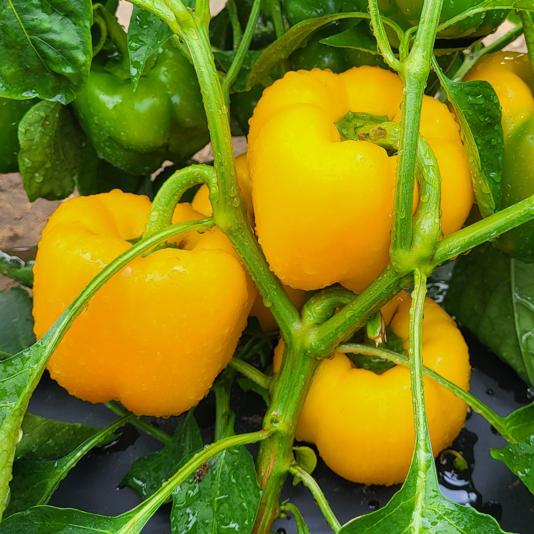 Yellowfin Pepper Hybrid
