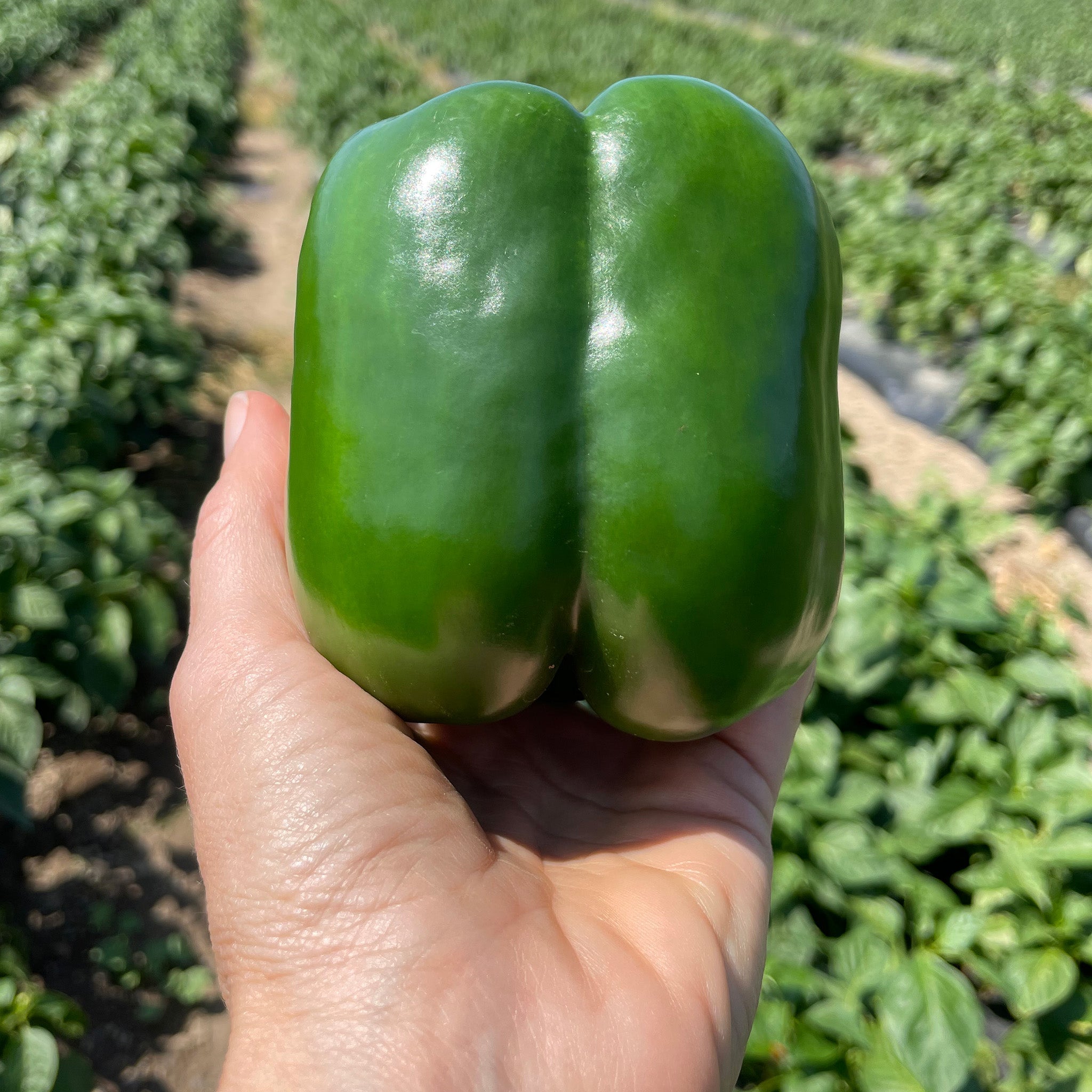 Chinook (SVPB8161) Green Bell Pepper Hybrid