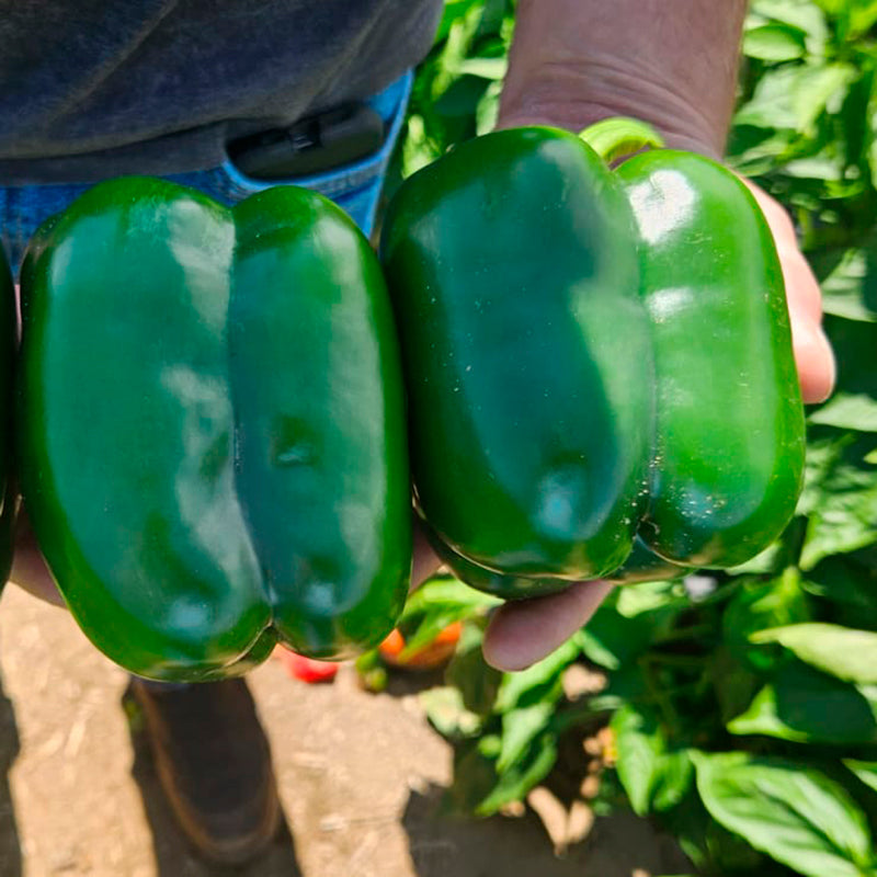 Wayfinder Sweet Pepper Hybrid