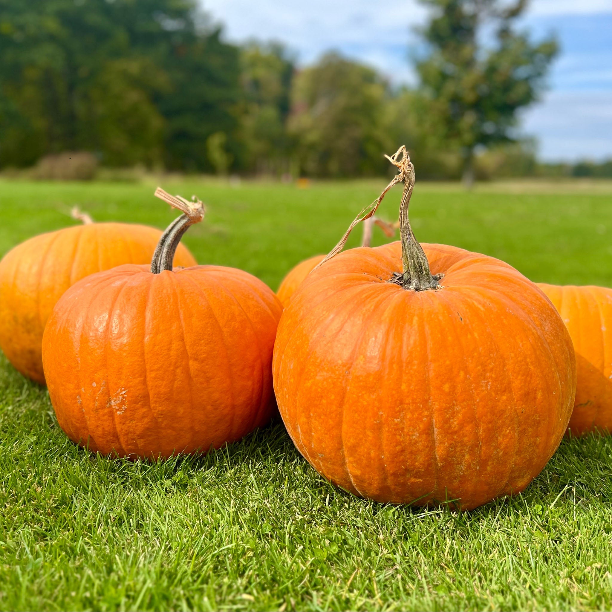 Connecticut Field Pumpkin