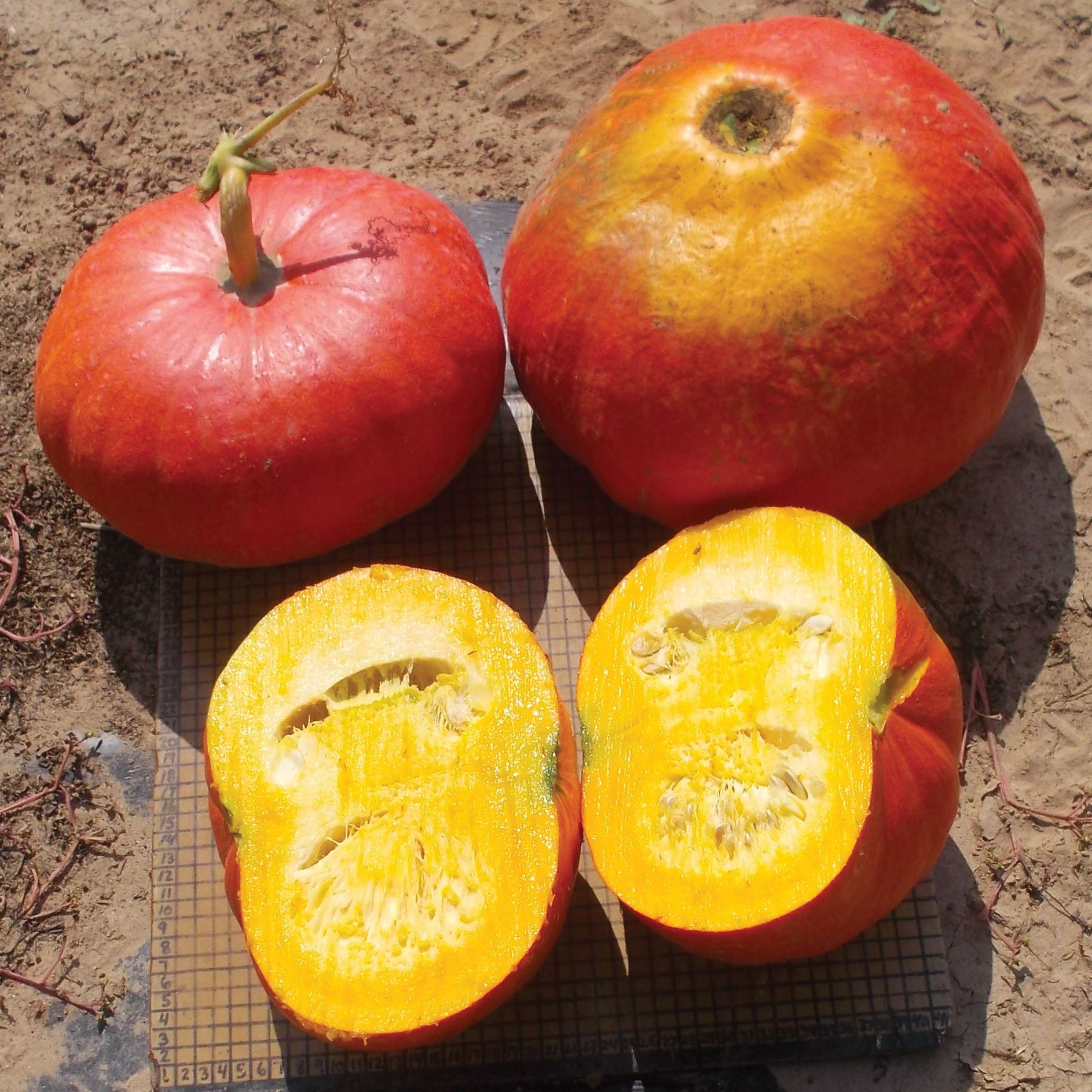 Rouge Vif D'etampes Pumpkin