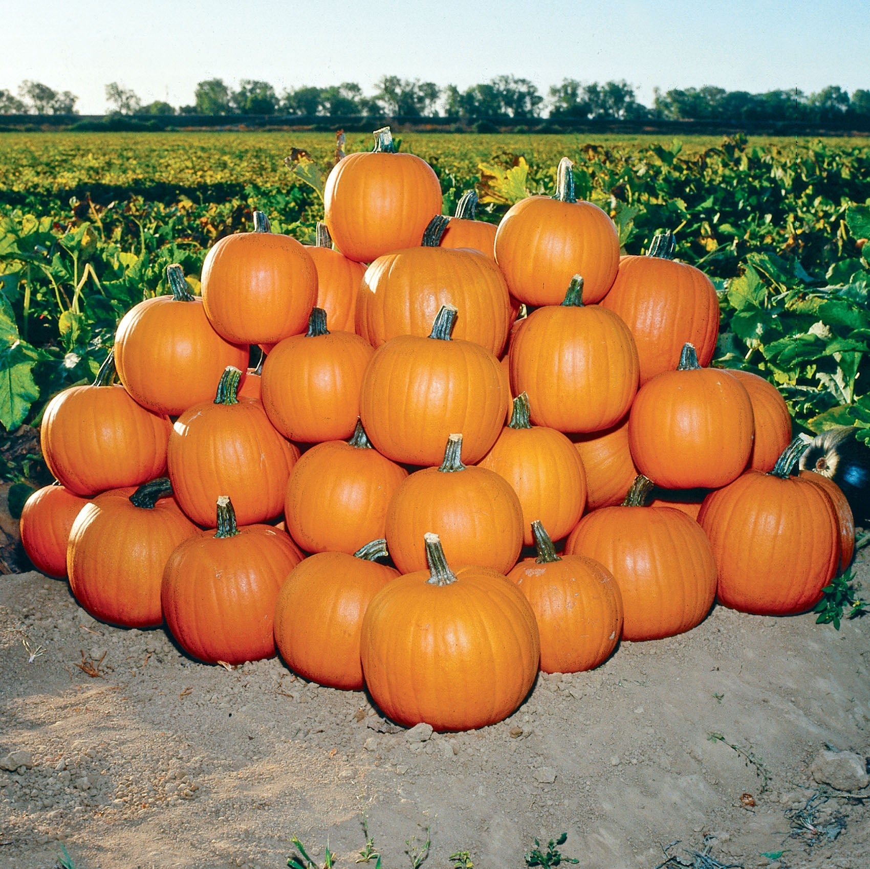 Jack Of All Trades Pumpkin Hybrid