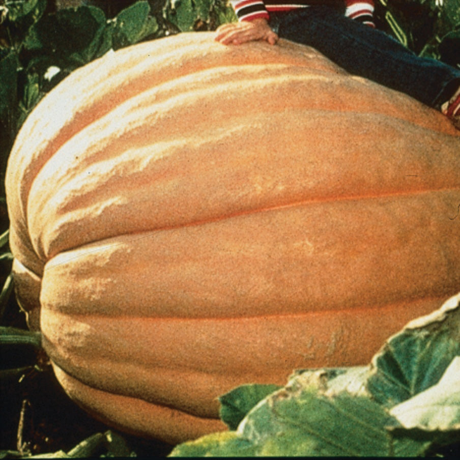 Dill's Atlantic Giant Pumpkin