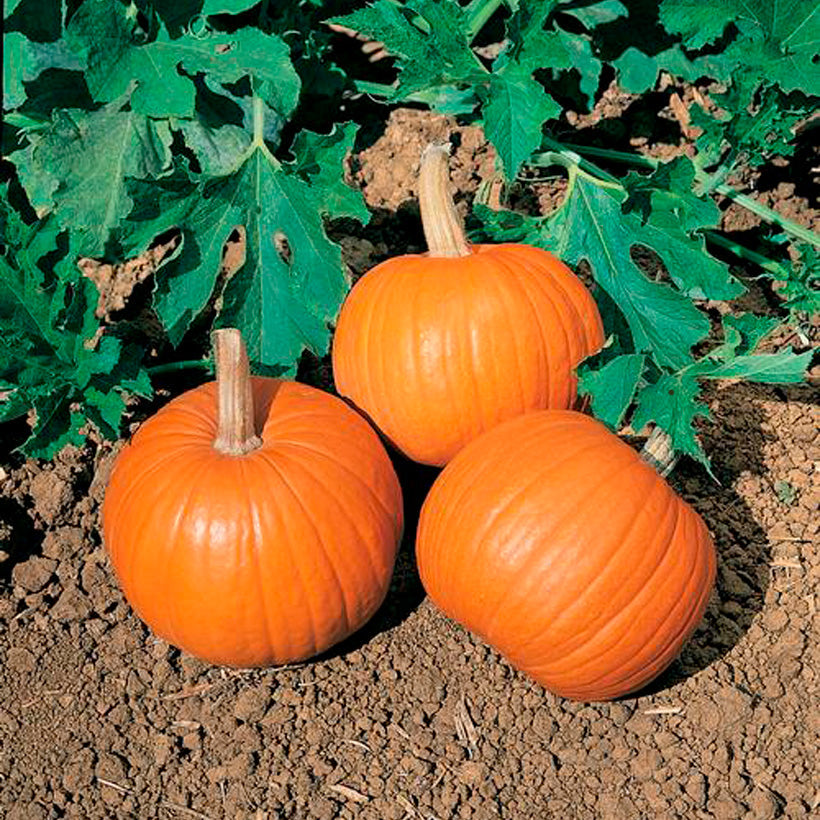 Wee B Little Pumpkin