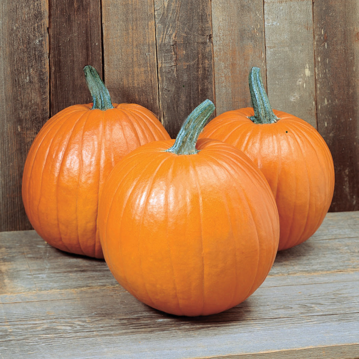 Magic Lantern Pumpkin Hybrid