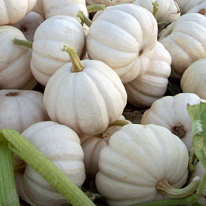 Baby Boo Novelty Pumpkin