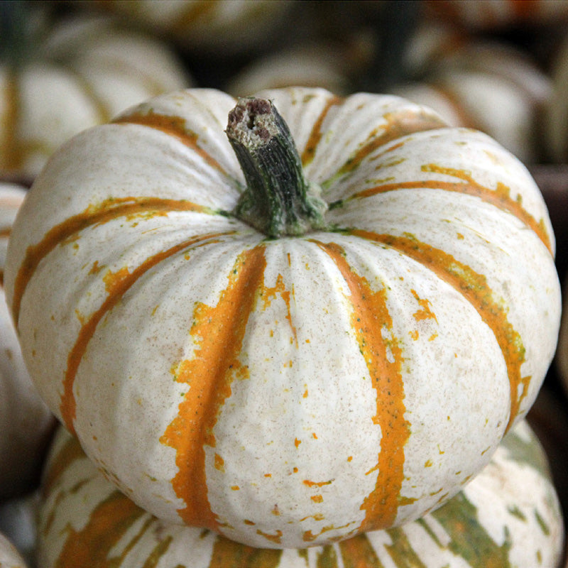 Lil'Pump-Ke-Mon Pumpkin Hybrid