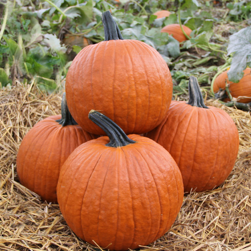 Gladiator Pumpkin Hybrid