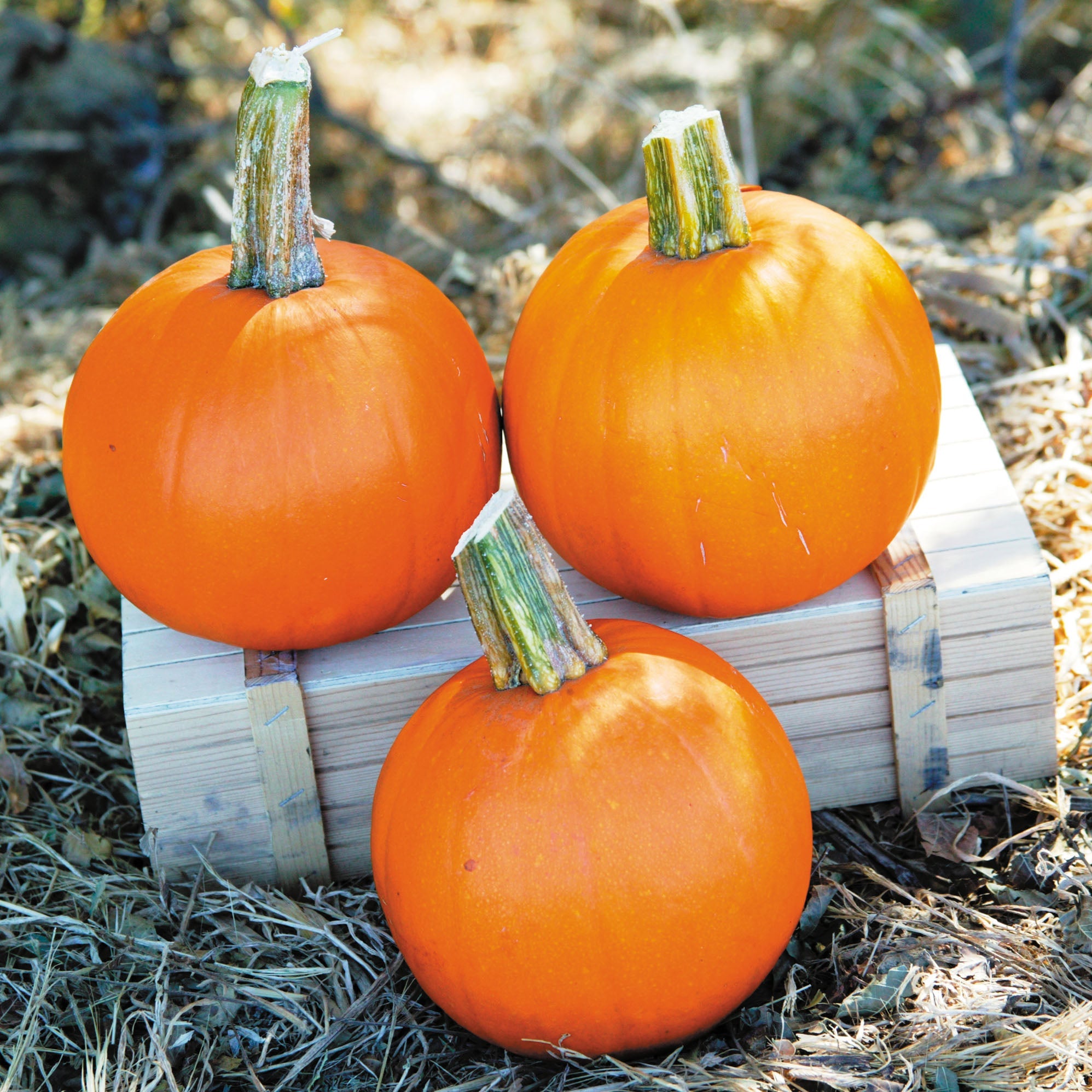 Cannon Ball Pumpkin Hybrid