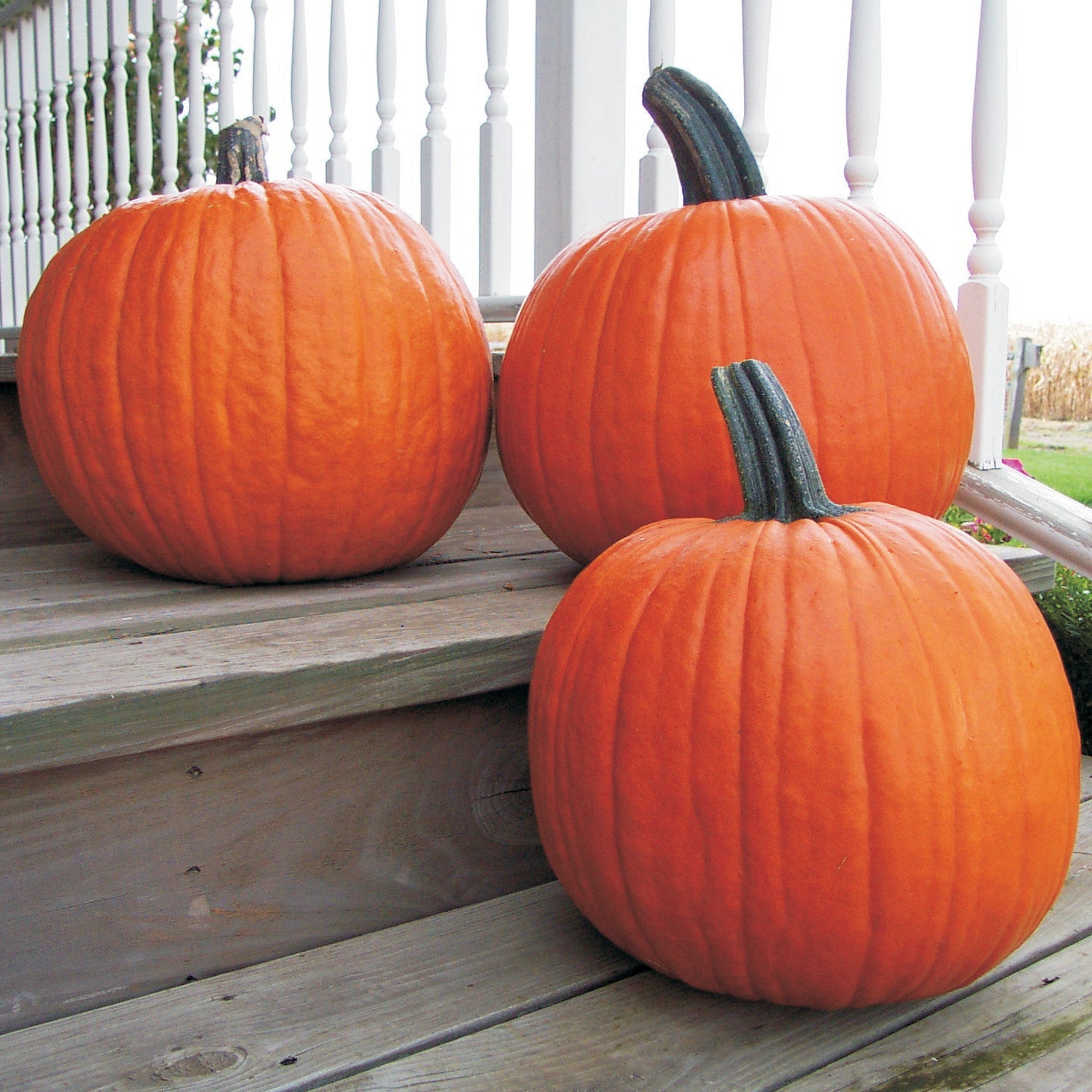 Gold Medal Pumpkin Hybrid