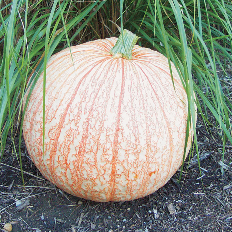 One Too Many Specialty Pumpkin