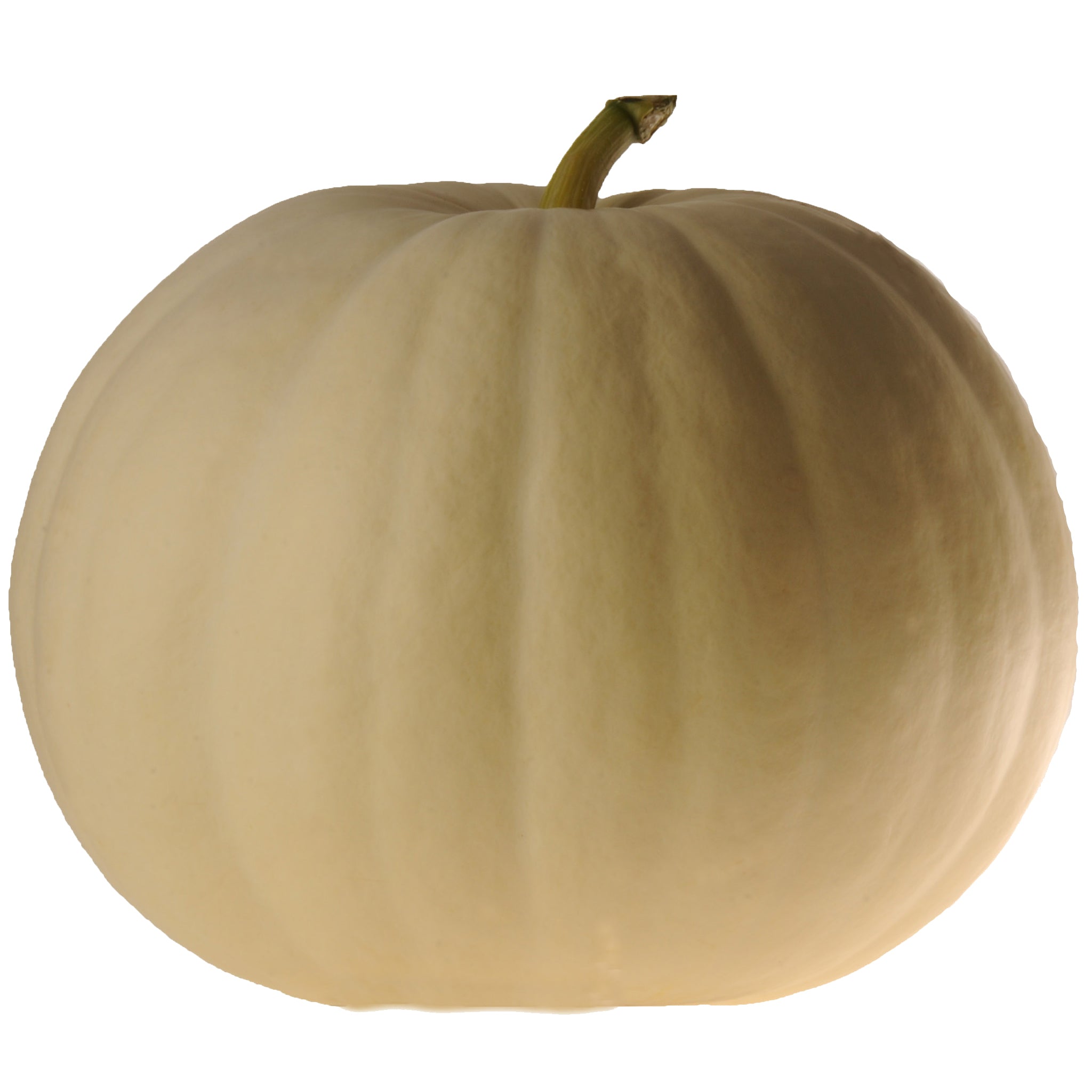 New Moon Pumpkin Hybrid