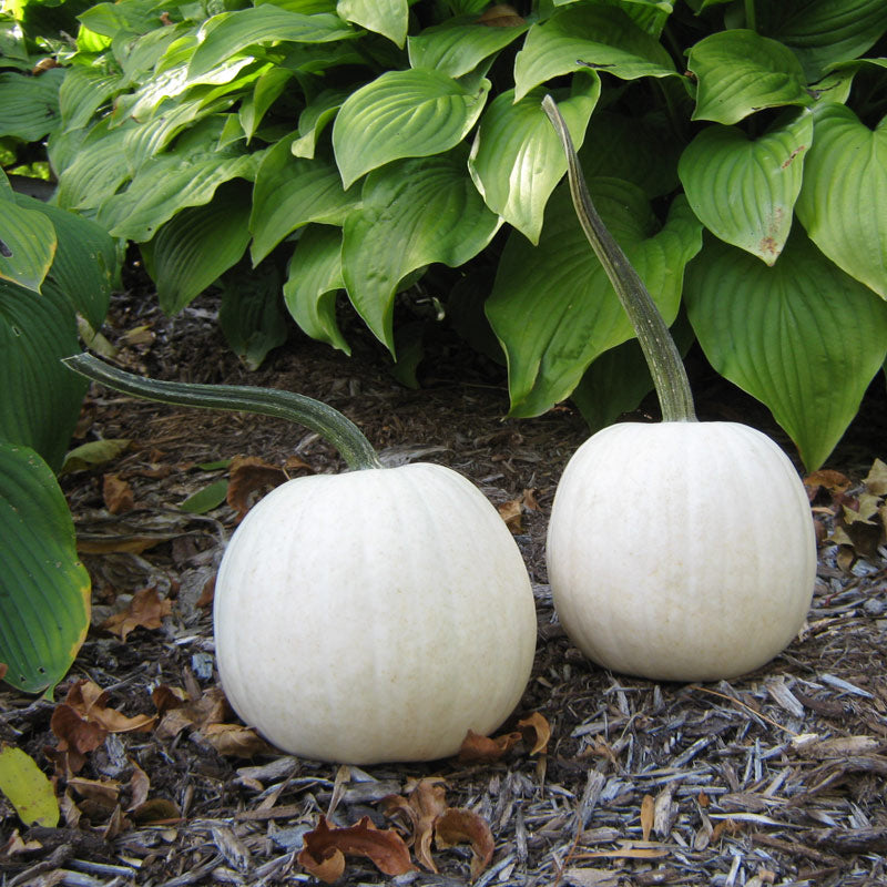 Snowball Pumpkin Hybrid
