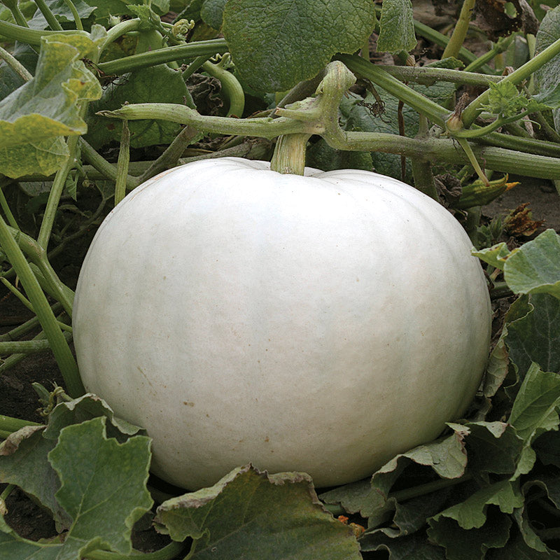Crystal Star Pumpkin Hybrid