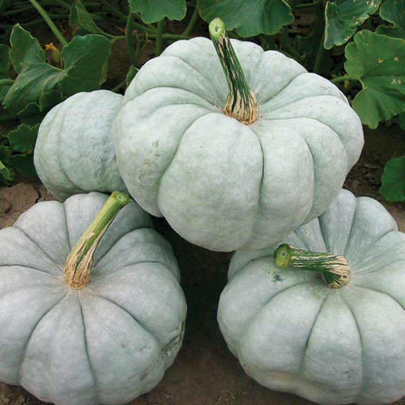 Blue Doll Pumpkin Hybrid