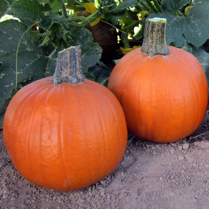 Early Abundance Pumpkin Hybrid