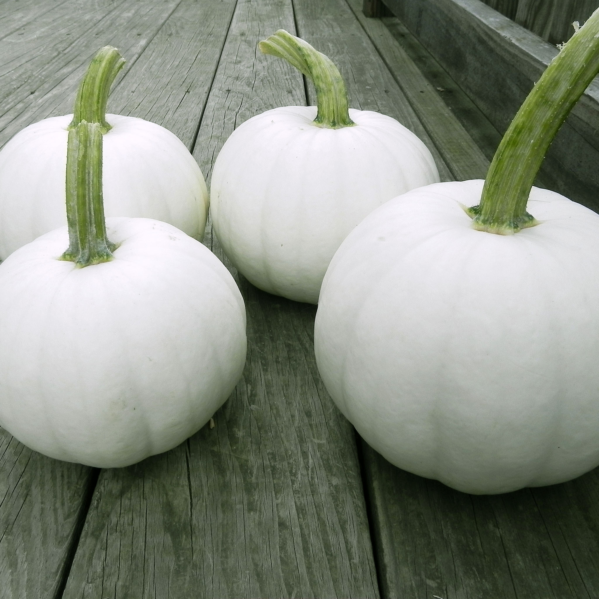 Blanco Pumpkin Hybrid