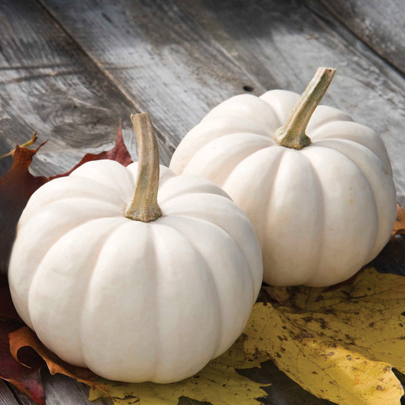 Casperita Pumpkin Hybrid