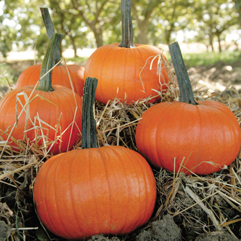 Field Trip Pumpkin Hybrid