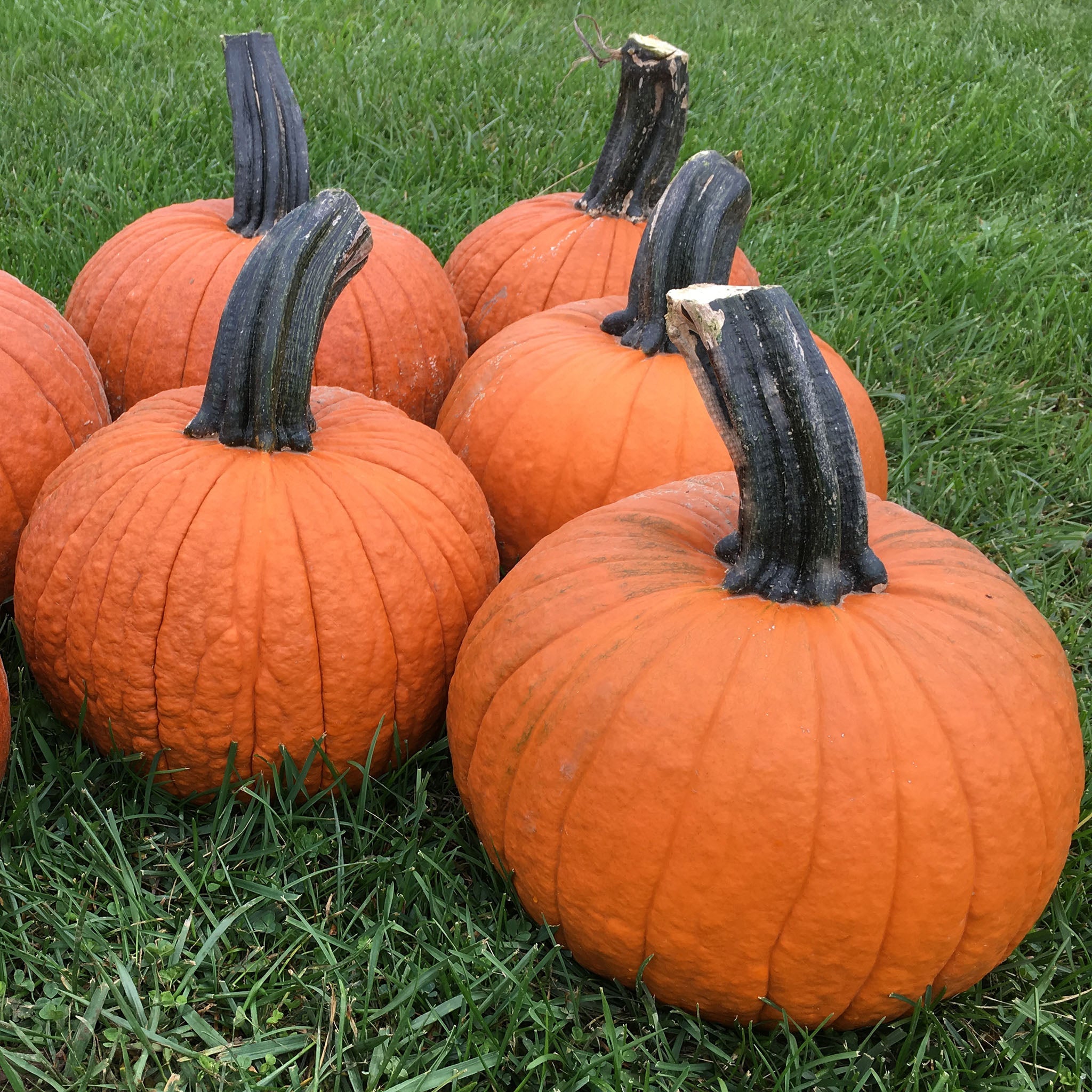 Secretariat Pumpkin Hybrid