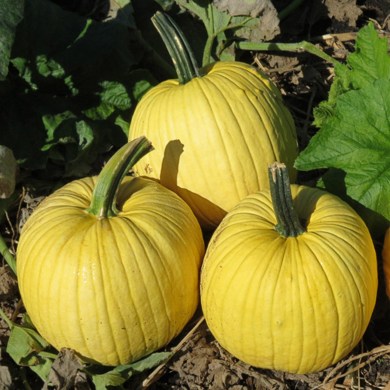 Mellow Yellow Pumpkin Hybrid