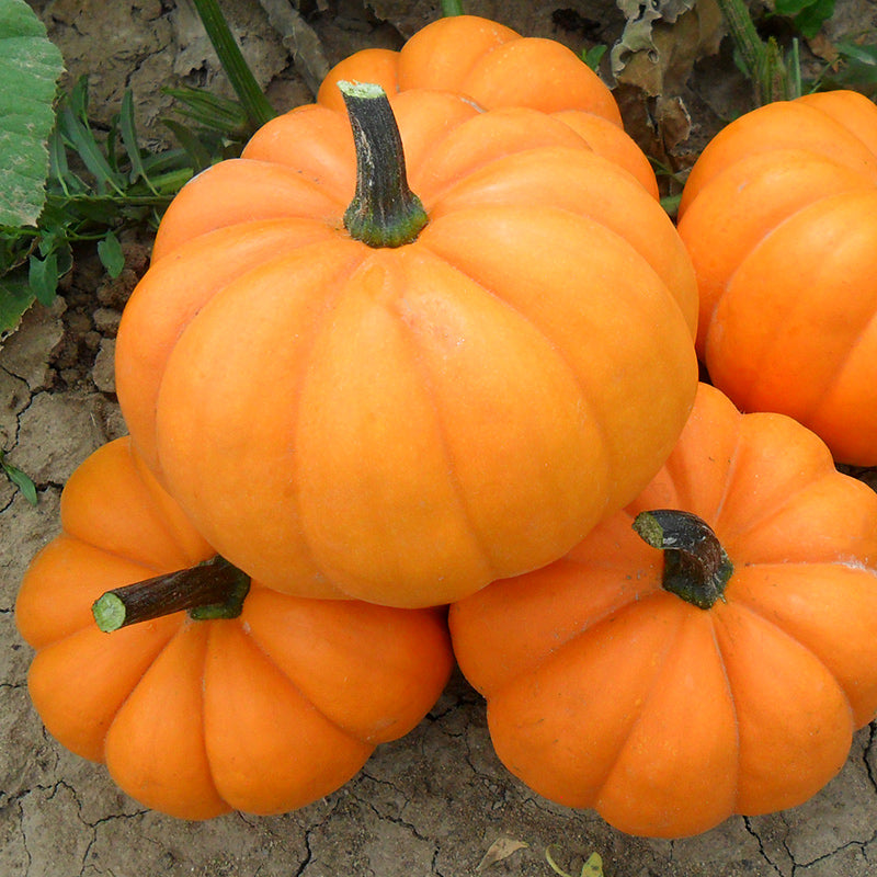 Orangita Pumpkin Hybrid