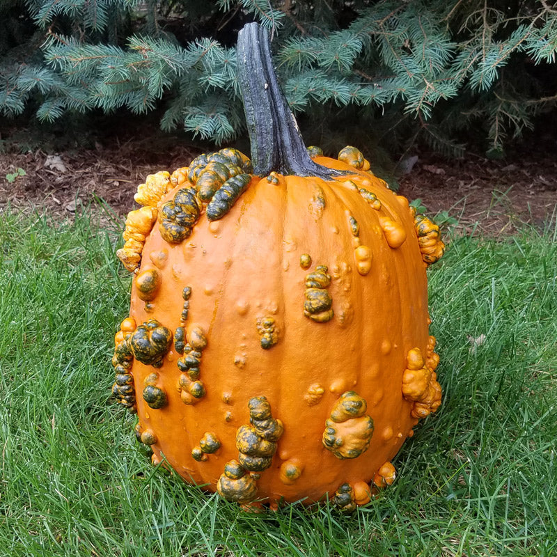 Scarface Pumpkin Hybrid