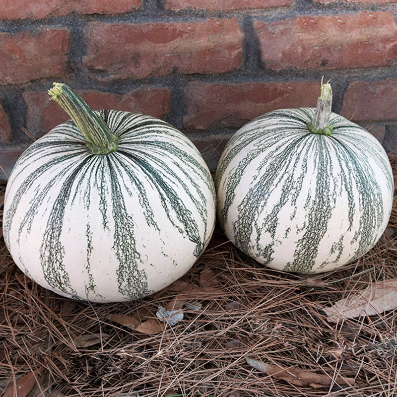 Silver Edged Pumpkin