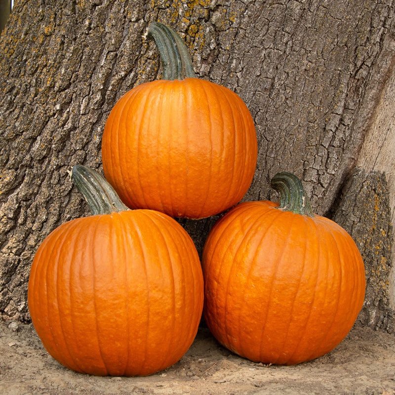 Hermes Pumpkin Hybrid