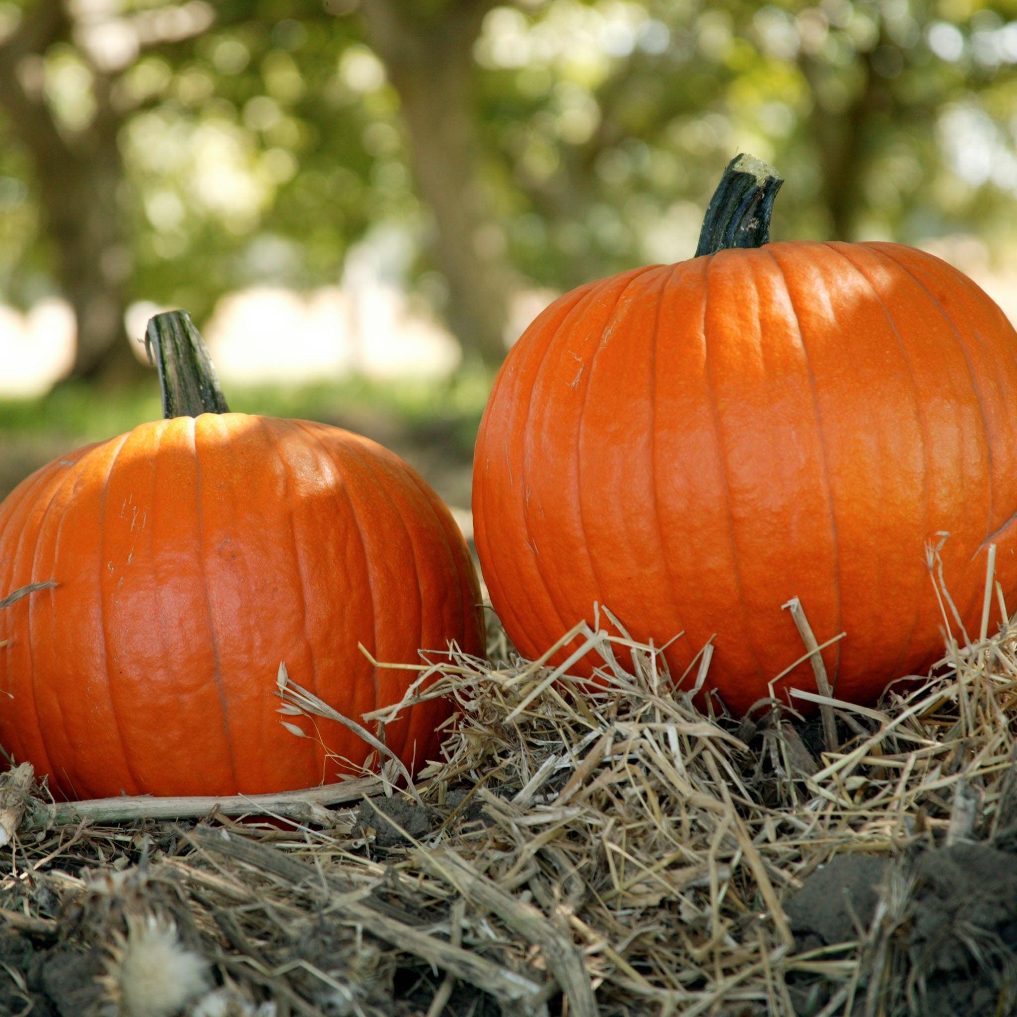 Magic Wand Pumpkin Hybrid