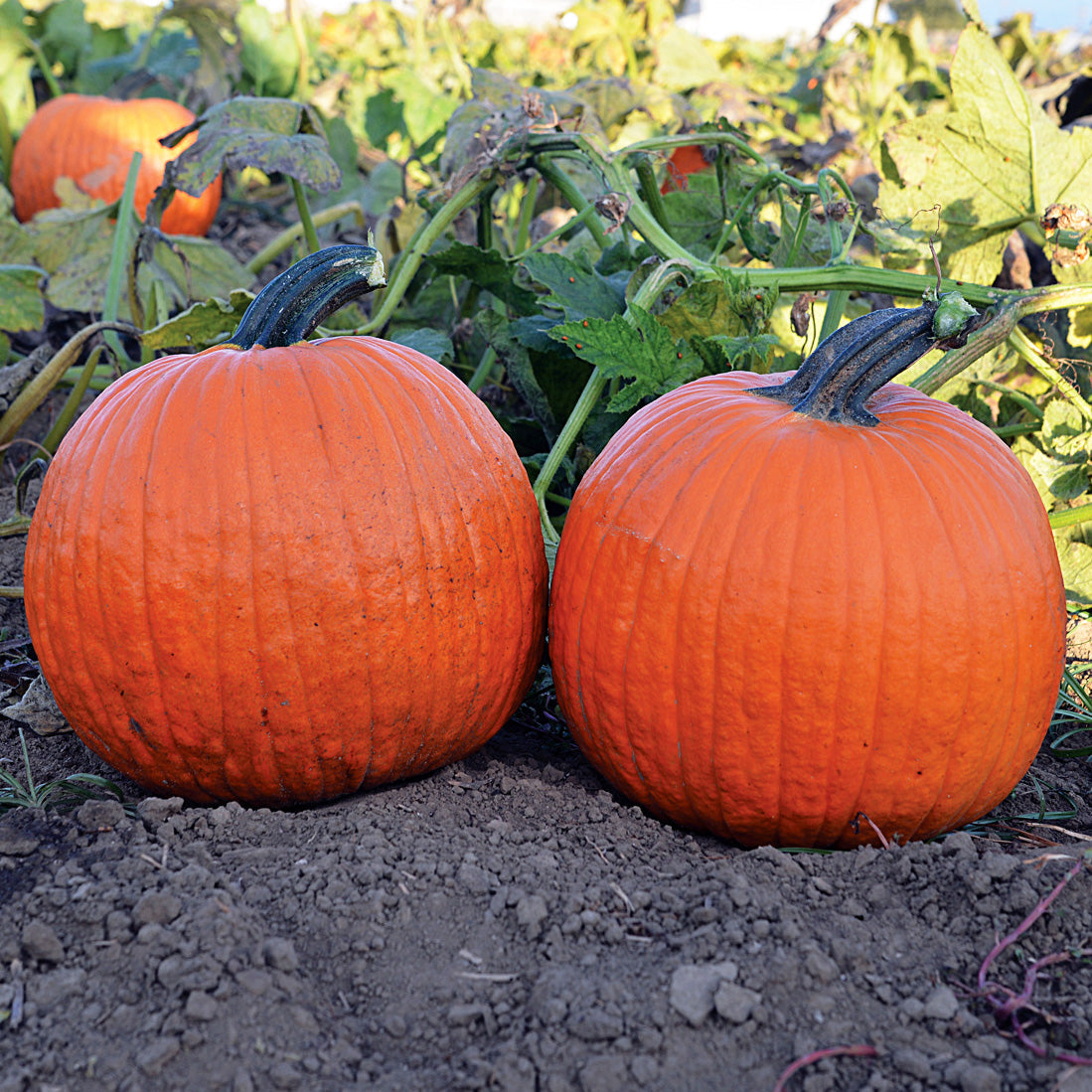 Orange Sunrise Precocious Pumpkin Hybrid
