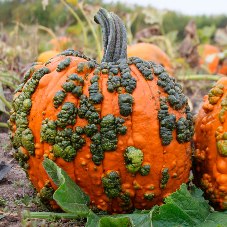 Warty Goblin Pumpkin Hybrid