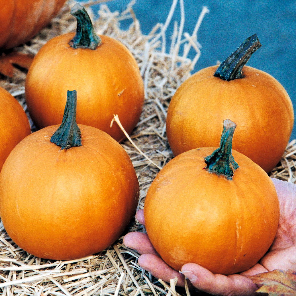 Apprentice Pumpkin Hybrid