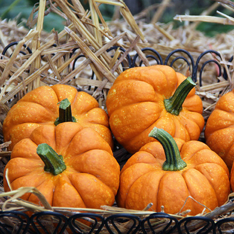 Mini Ornamental Pumpkins – Stokes Seeds, Limited