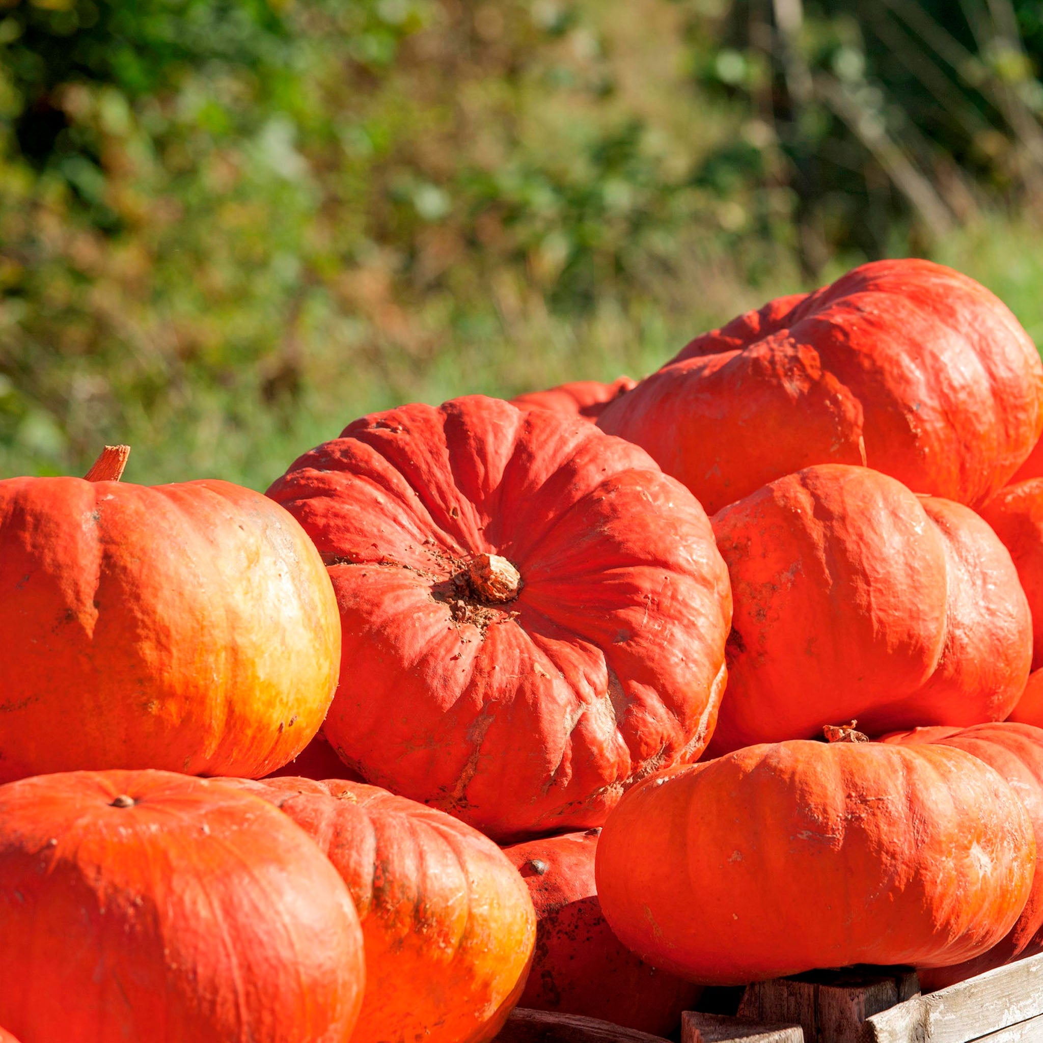 Cinderella's Carriage Untreated Pumpkin Hybrid