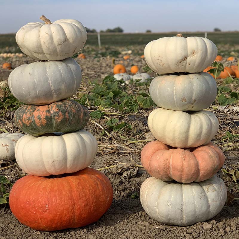 Stokes Stacker Mix Pumpkin Hybrid