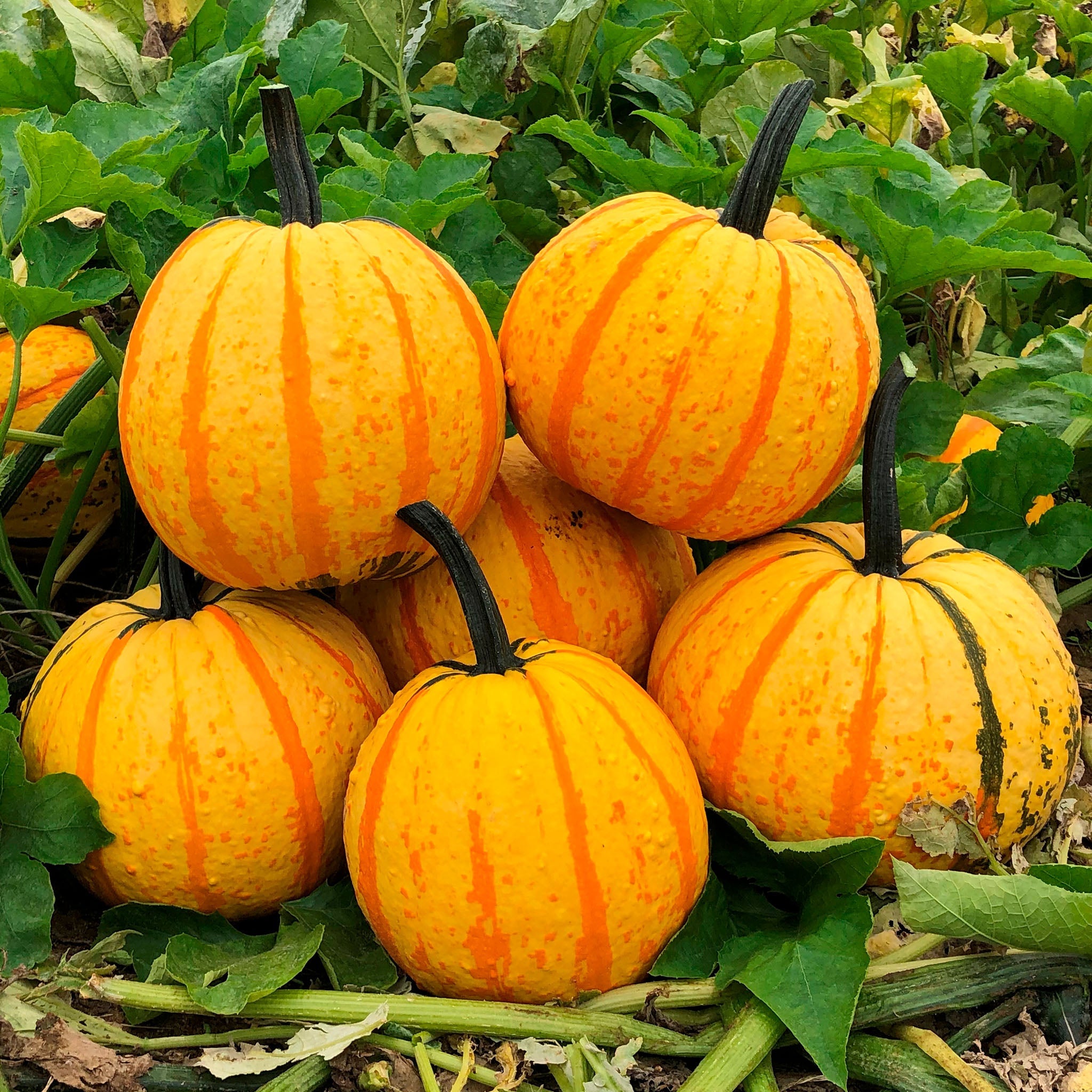 Fireball Pumpkin Hybrid