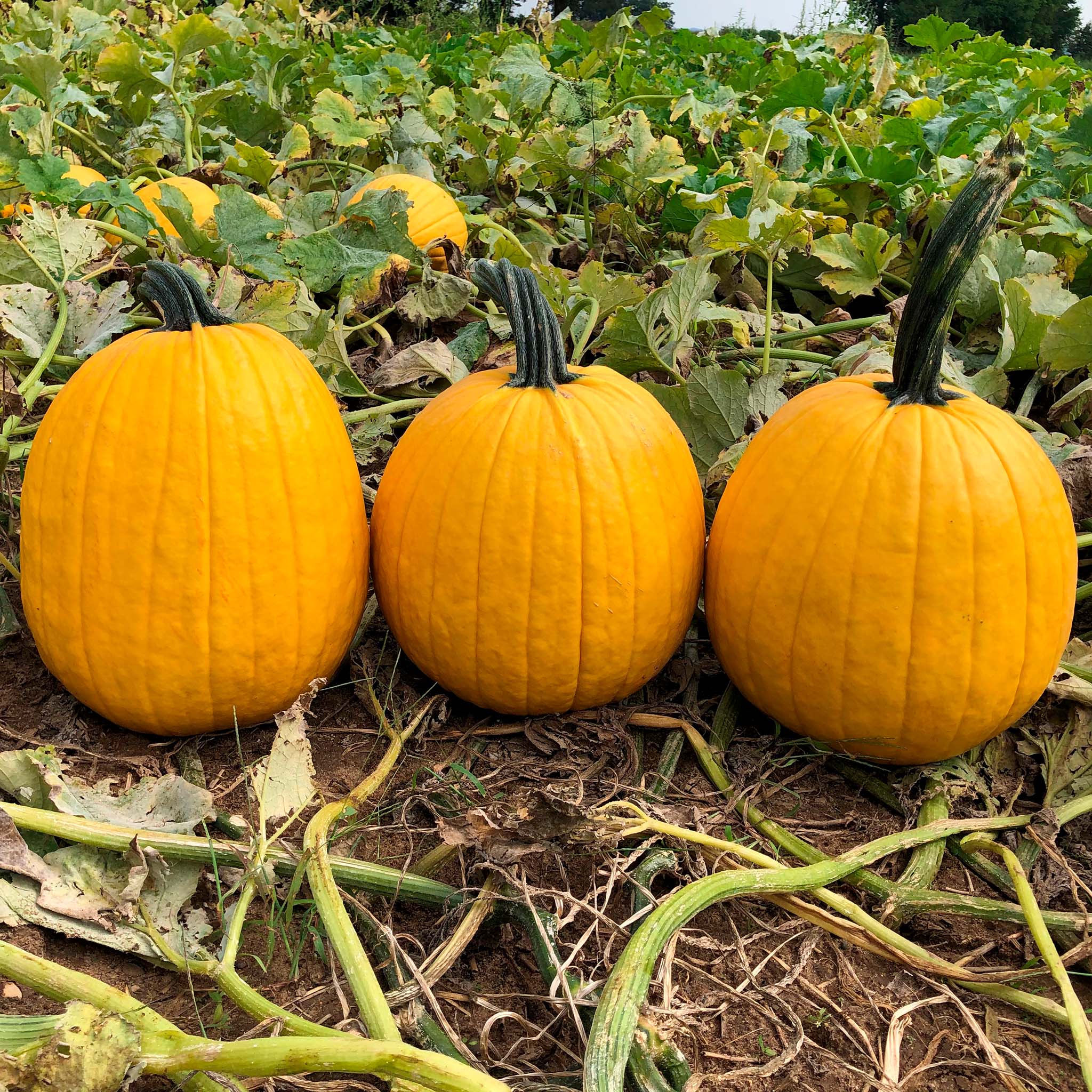 Lemonade Pumpkin Hybrid