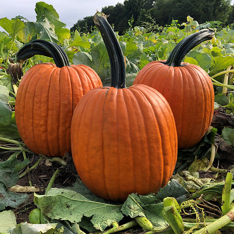 Adonis Pumpkin Hybrid