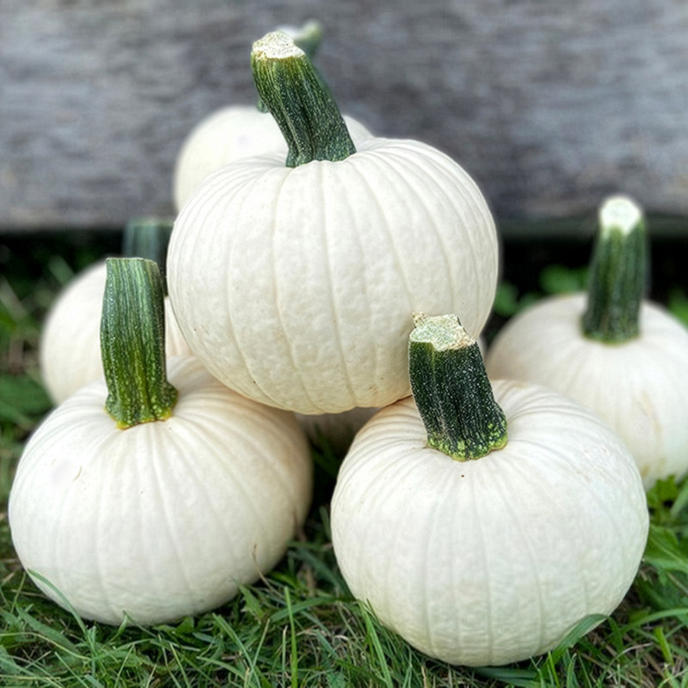 Icicle Pumpkin Hybrid