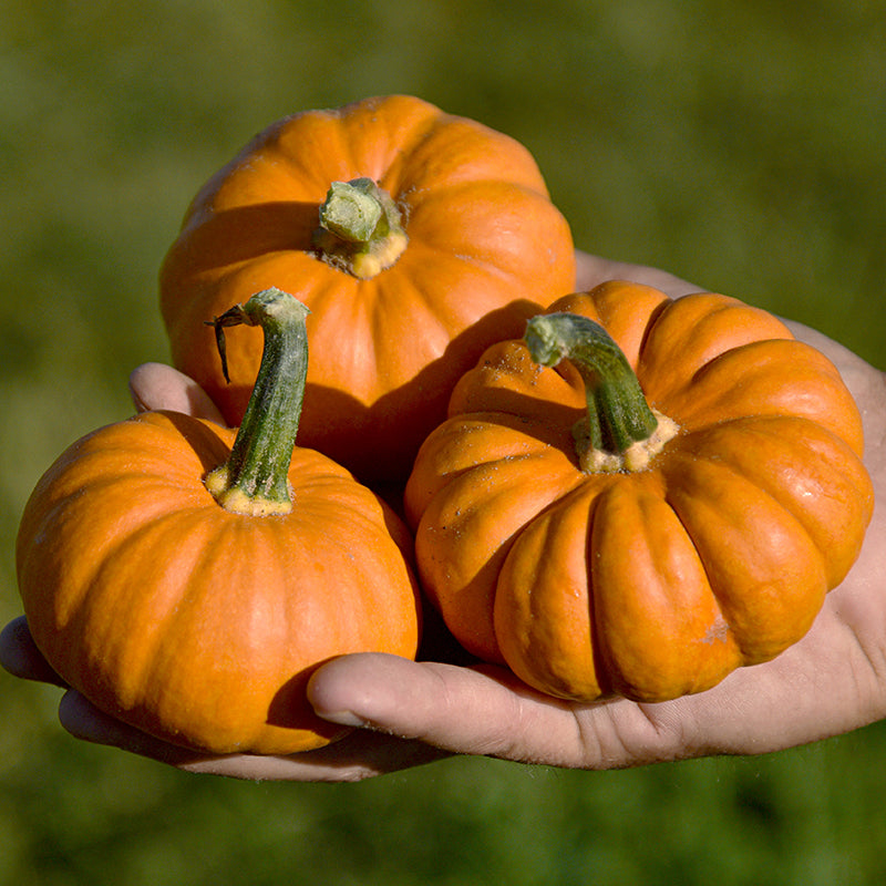 Mini Ornamental Pumpkins – Stokes Seeds, Limited