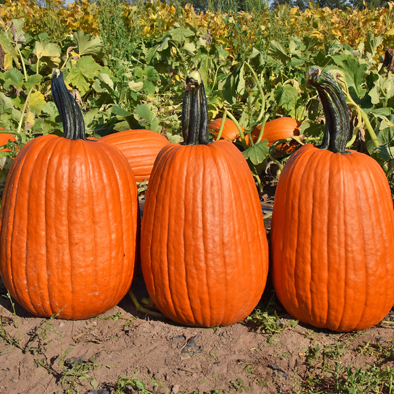 Griffin Pumpkin Hybrid
