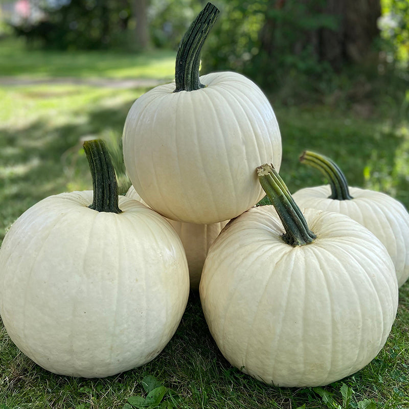 Abominable Pumpkin Hybrid