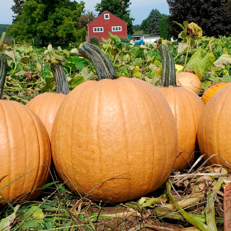 Cider Pumpkin Hybrid